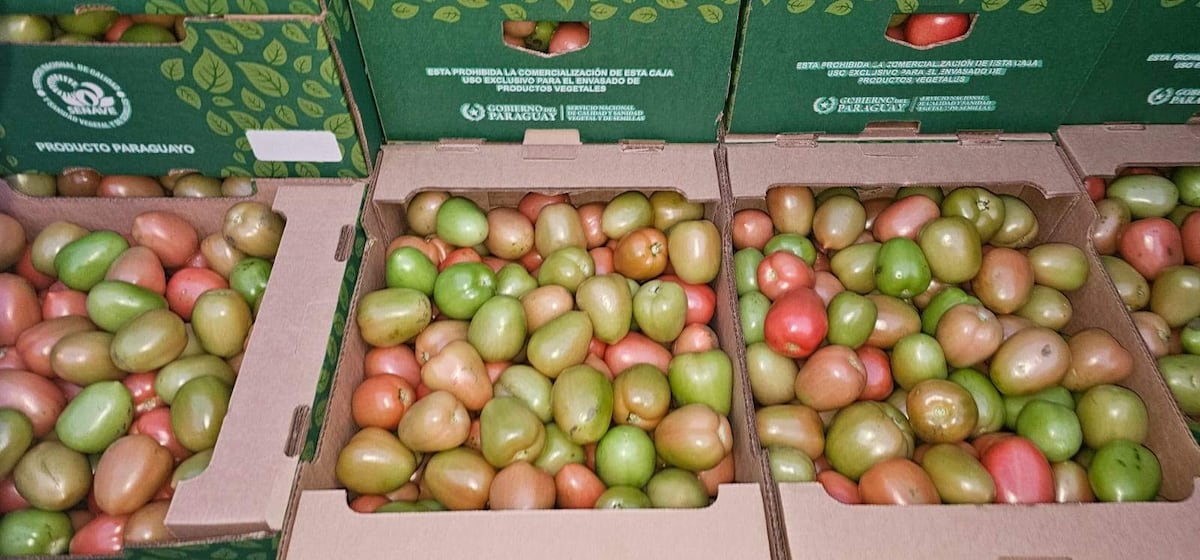 Productores concretaron la exportación 28.000 kilos de tomates al Brasil