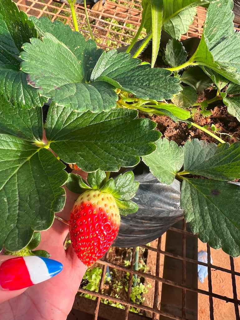 Desde esta planta madre se obtienen los futuros plantines que llegarán a los productores.