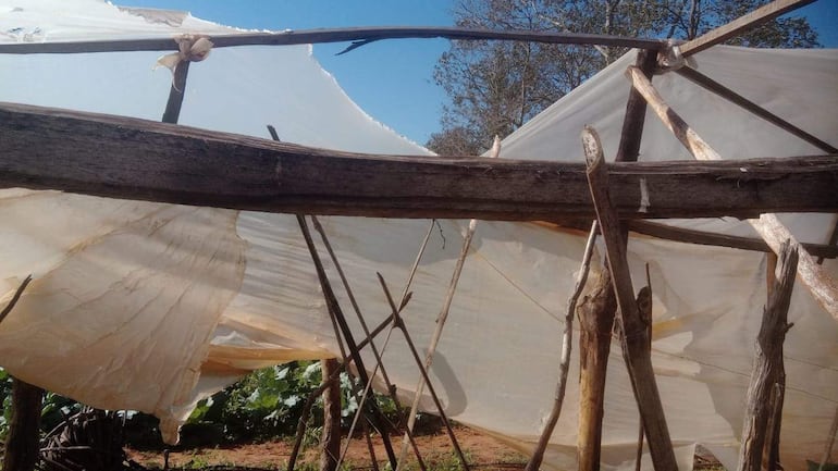 Estructura de invernadero dañada, con plástico rasgado y troncos de madera, en un entorno rural con árboles al fondo.