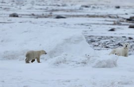 Captura del material de video que muestra a las crías observando un paisaje cubierto de nieve, con la madre caminando de un lado a otro detrás de ellas, y una secuencia en la que uno de los oseznos se apresura a reunirse con los otros. Canadá.