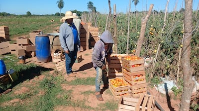 Tomateros registraron perdida millonarias en sus fincas por una supuesta superproducción de la hortaliza.