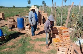 Tomateros registraron perdida millonarias en sus fincas por una supuesta superproducción de la hortaliza.