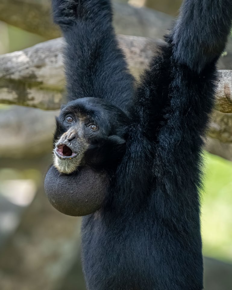 Gibón siamang.