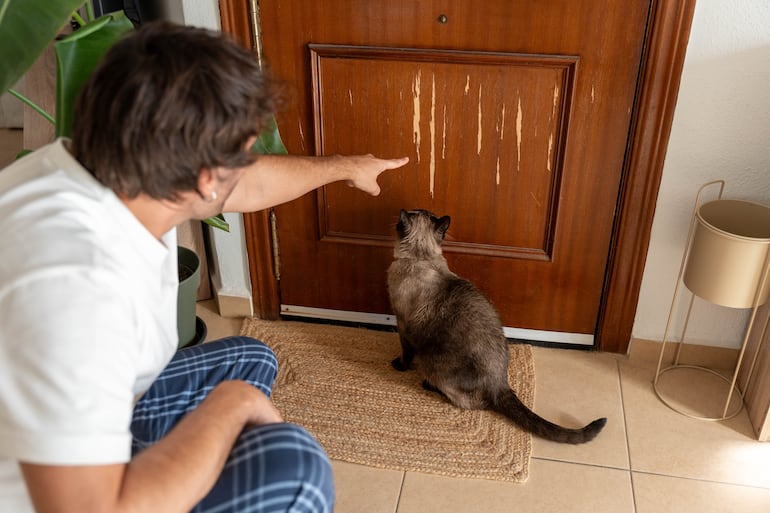 ¿Por qué los gatos odian las puertas cerradas?