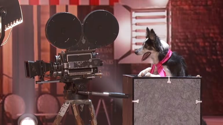 El perro border collie Hurricane en plena presentación en America's Got Talent.