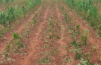Las recientes granizadas dejaron graves consecuencias en las parcelas agrícolas en la colonia San Francisco de Guajayvi