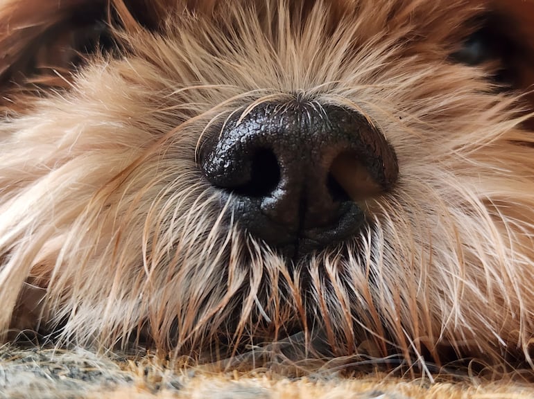 Nariz de un perro.