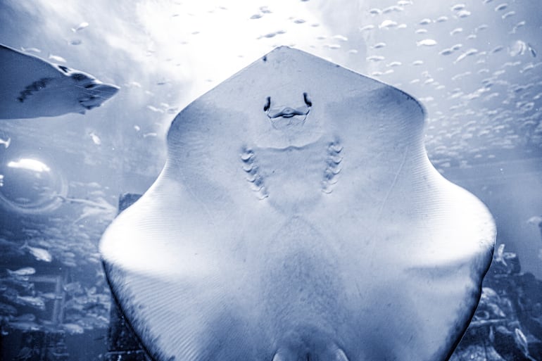 Mantarraya, en Miami.