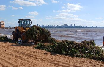 Playa San José inhabilitada por horas luego de “invasión” de camalotes en la costa.