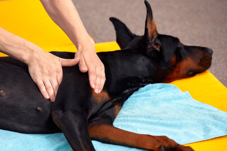Perro recibe masaje.