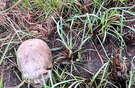El cráneo que fue encontrado junto a otros restos óseos humanos en una propiedad de Nueva Londres.