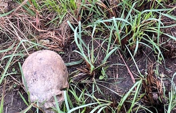 Restos óseos humanos, incluyendo un cráneo, parcialmente cubiertos por hierba en un terreno rural.