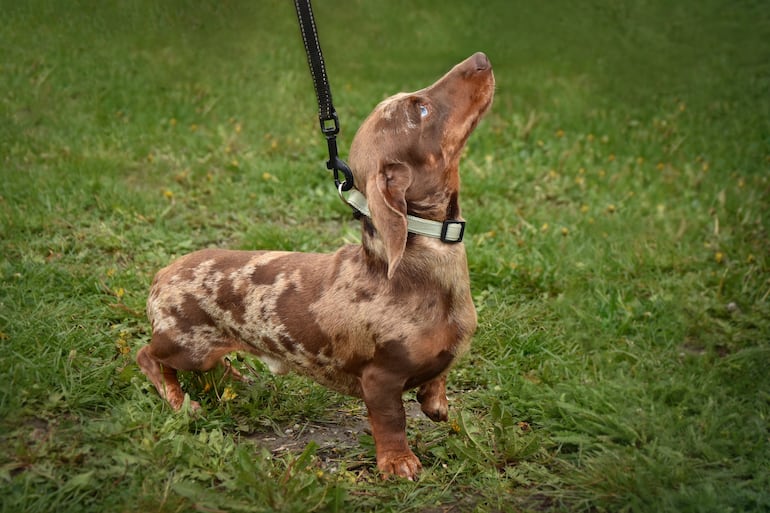 Perro salchicha o Dachshund.