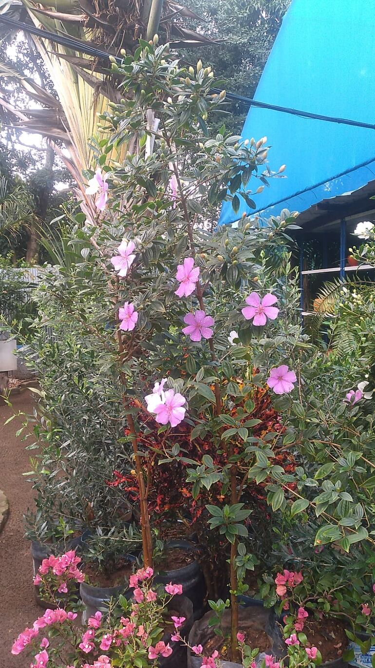“Cabañas para visitar en familia y comprar flores para adornar el hogar”