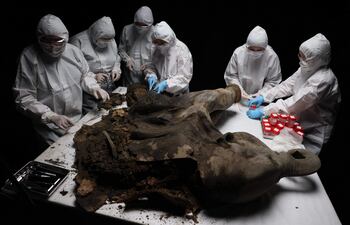 Científicos rusos realizan una necropsia a Yana, una cría de mamut de 130.000 años hallada en perfecto estado. El análisis “nos permite estudiar el pasado de nuestro planeta”, dice Artemi Goncharov, experto en genómica del Instituto de Medicina Experimental.