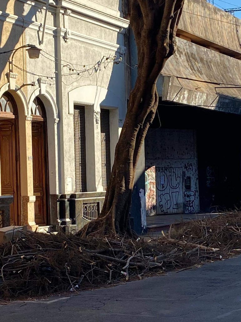 Calle urbana con un árbol prominente y un montón de ramas en el suelo bajo un sol brillante.