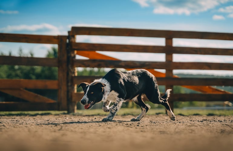 Perro de la raza border collie corriendo.
