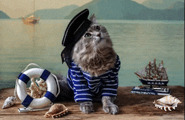 Gato Marinero, imagen ilustrativa.