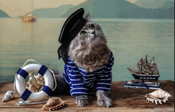 Gato Marinero, imagen ilustrativa.