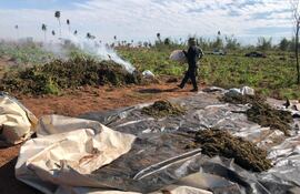 Destrucción de marihuana en Maracaná, departamento de Canindeyú.