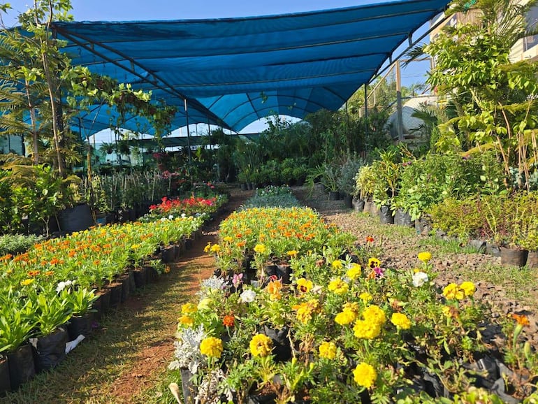 Jardín botánico al aire libre con toldo azul, repleto de flores amarillas, naranjas, blancas y púrpuras, sin personas presentes.