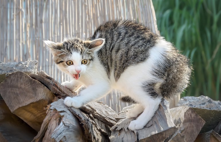 ¿Qué significa que un gato erice el pelo?