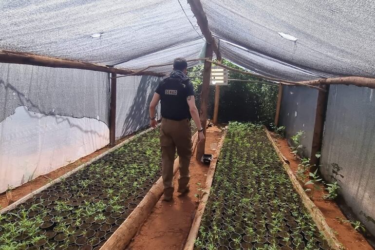 Agente de la SENAD durante un allanamiento en un lugar de producción de marihuana, en el departamento de San Pedro.