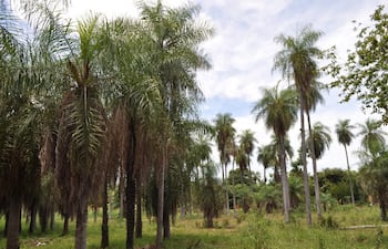 Se aprobó la Ley 7380 por el cual se declara Planta Nacional del Paraguay al Cocotero Mbocaya.