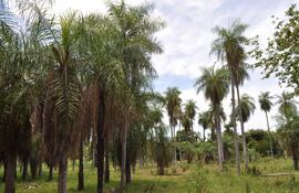 Se aprobó la Ley 7380 por el cual se declara Planta Nacional del Paraguay al Cocotero Mbocaya.