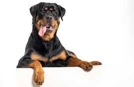 Perro de la raza Rottweiler.