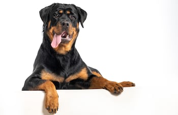 Perro de la raza Rottweiler.