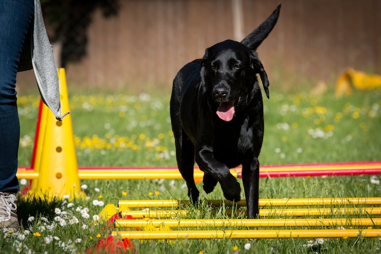 Perro, entrenamiento cavaletti, imagen ilustrativa.
