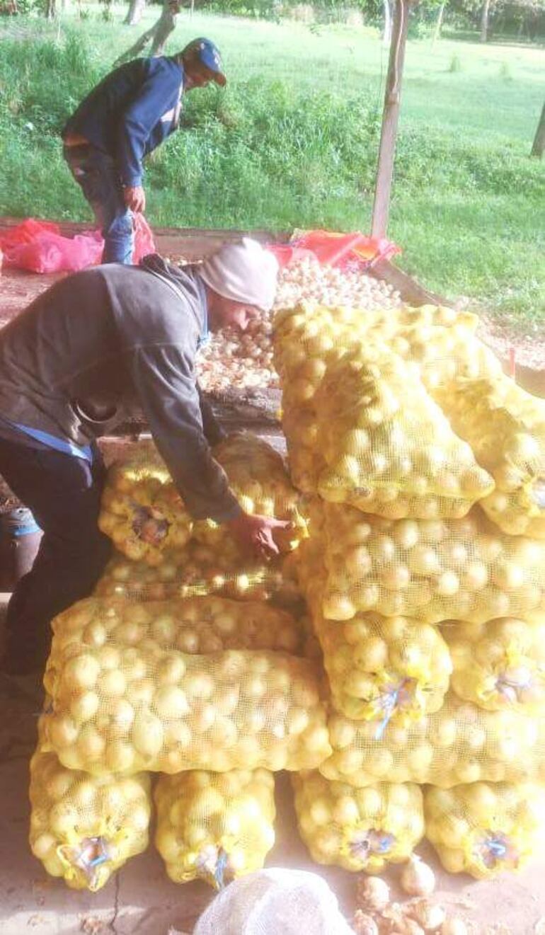 Cebolleros de Ybytymí acumulan miles de bolsas sin poder vender su producción.