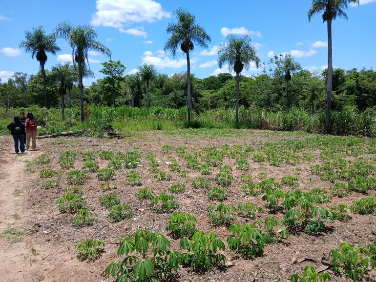 Parte del recorrido incluirá las fincas donde se cultiva el algodón orgánico.