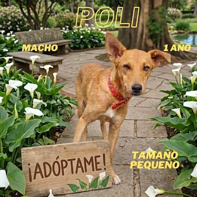 La Dirección de Defensa Animal publicó el catálogo de adopción en la "Edición Amigos".