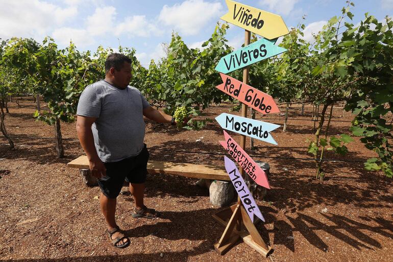 José Viveros Tadeo, director del primer viñedo en la zona maya, muestra un racimo de uvas en el municipio Felipe Carrillo Puerto, Quintana Roo (México). Un viñedo ganador del premio de "Innovación Turística" ha llevado el turismo enológico al Caribe mexicano, una zona calurosa y tropical en la que es difícil concebir este tipo de atractivos. 