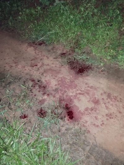 Manchas de sangre sobre camino de tierra, rodeado de hierba verde, sin personas visibles.