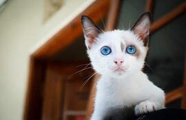 Muchos gatos blancos son sordos y si tienen los ojos azules, hay mas probabilidad de que lo sean en ambos oídos.