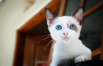 Muchos gatos blancos son sordos y si tienen los ojos azules, hay mas probabilidad de que lo sean en ambos oídos.