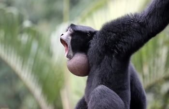 Gibón siamang.