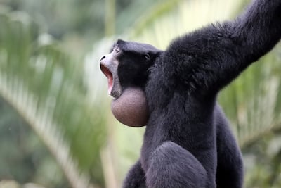 Gibón siamang.