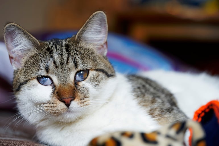 Gato con cataratas.