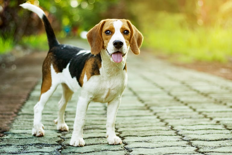 Beagle.