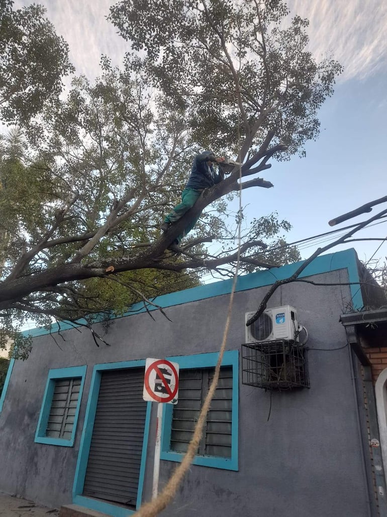 Hombre con abrigo oscuro y pantalones verdes, podando árbol con motosierra en una calle con paredes grises y azul claro.