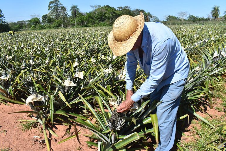 El productor Ramón Rolón verifica las frutas de la piña que próximamente serán  cosechadas para la venta.  

