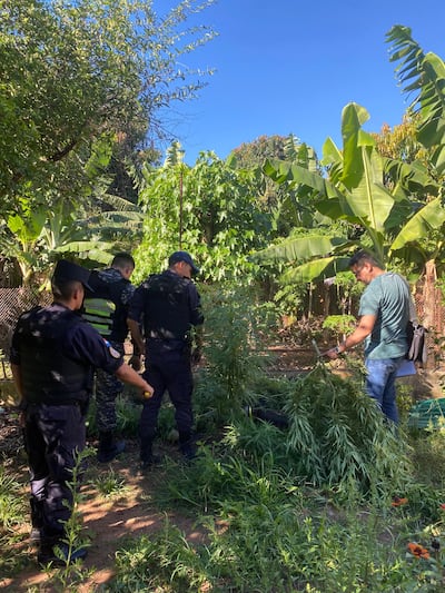 Efectivos de la Comisaría Primera, junto al asistente fiscal de la Unidad Especializada de Lucha contra el Microtráfico, durante el allanamiento y la eliminación de plantines de marihuana.