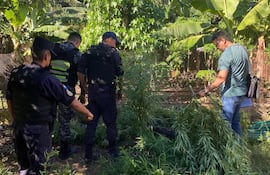 Efectivos de la Comisaría Primera, junto al asistente fiscal de la Unidad Especializada de Lucha contra el Microtráfico, durante el allanamiento y la eliminación de plantines de marihuana.
