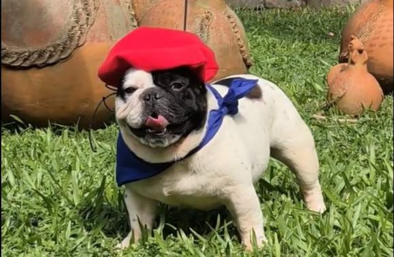 Video: embajador francés invita al “Frenchiemania Fest” para celebrar con los bulldogs