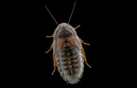 Cucaracha Blaptica dubia, orden Blattodea. Vive en algunas partes del sur de América del Sur.