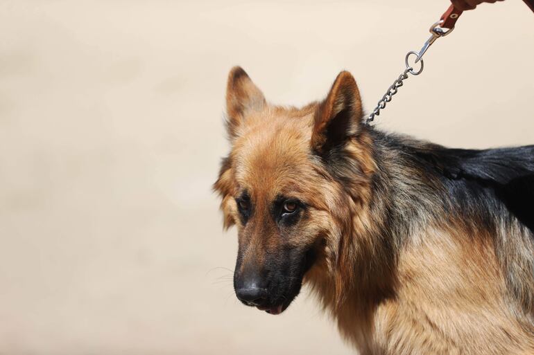 Un perro durante una jornada de instrucción en el Centro de Adiestramiento Canes de la Policía Boliviana Chocolate, en La Paz (Bolivia).